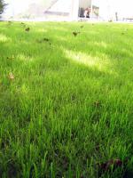 Lacný trávnikový koberec | GRASSTEX® pre Váš krásny trávnik - 4